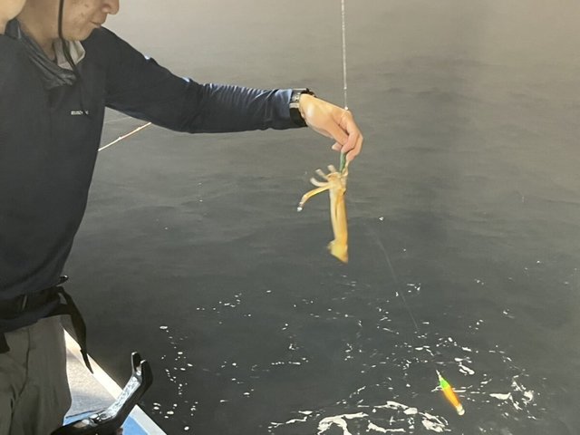 イカ(ケンサキイカ)