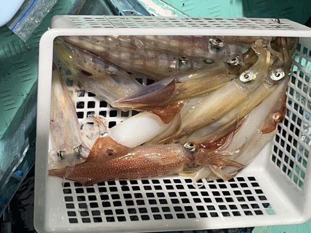 イカ(ケンサキイカ)