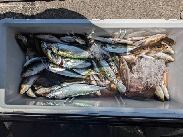 アジ(マアジ)・イサキ