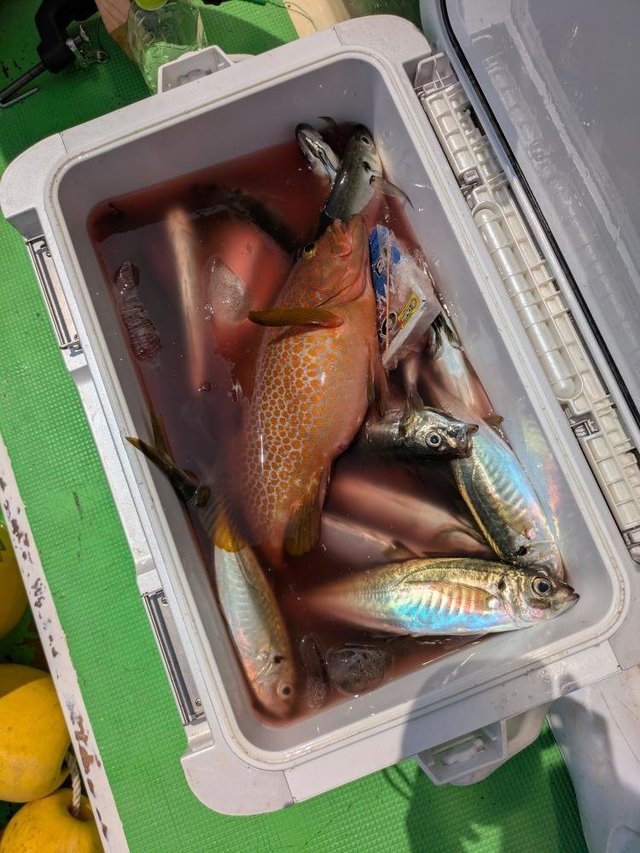 キジハタ・アジ(マアジ)