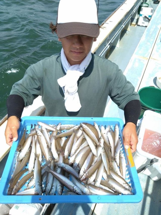 シロキス(シロギス)