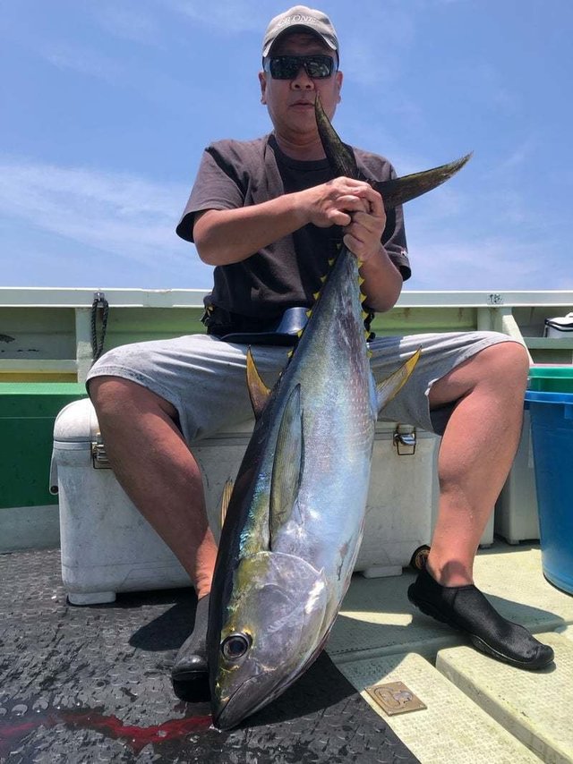 キメジ(キハダ)