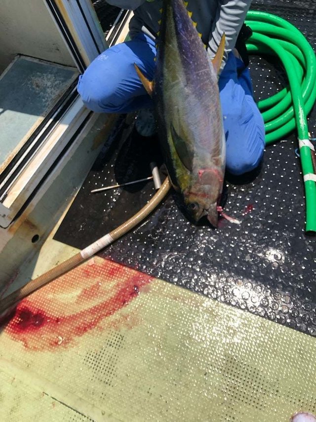 キメジ(キハダ)