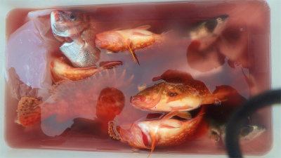 レンコダイ(キダイ)・ハナダイ(チダイ)・ウッカリカサゴ