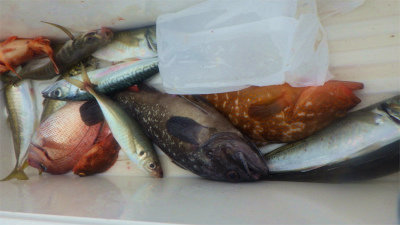 ハナダイ(チダイ)・キジハタ・アジ(マアジ)