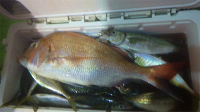 マダイ・アジ(マアジ)