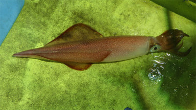 アカイカ(ケンサキイカ)