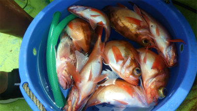 オキメバル(ウスメバル)