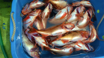 マゾイ(キツネメバル)・オキメバル(ウスメバル)