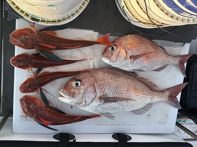 マダイ・ホウボウ