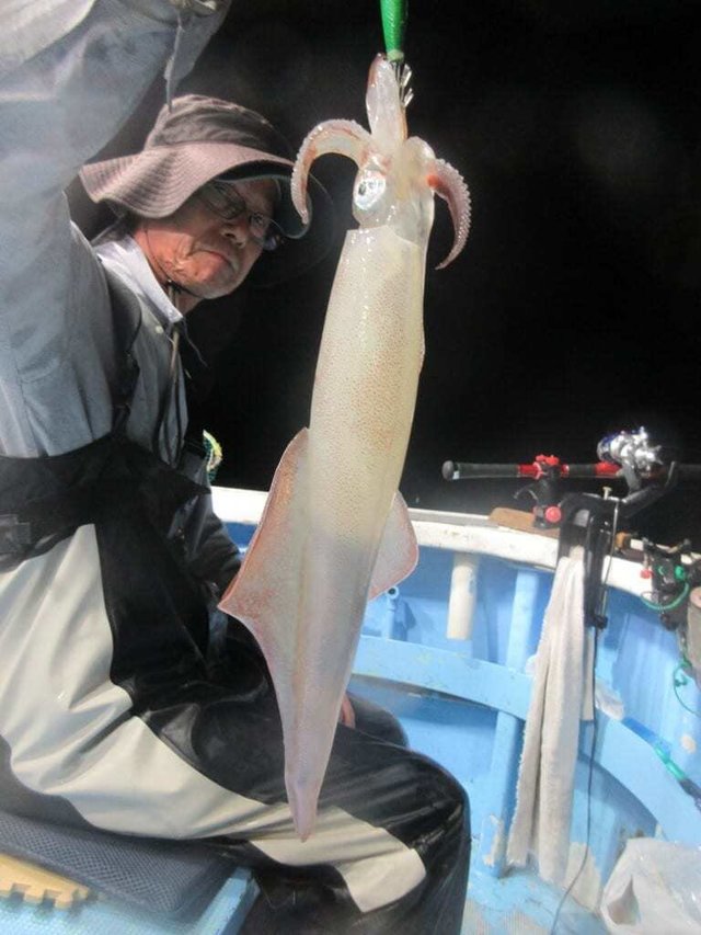 マイカ(ケンサキイカ)