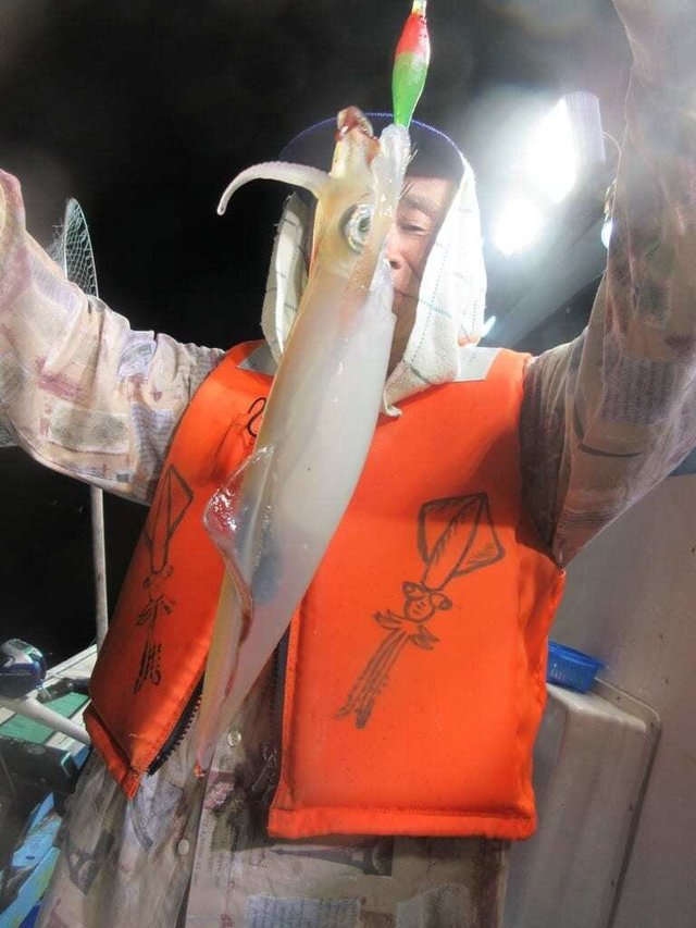 マイカ(ケンサキイカ)