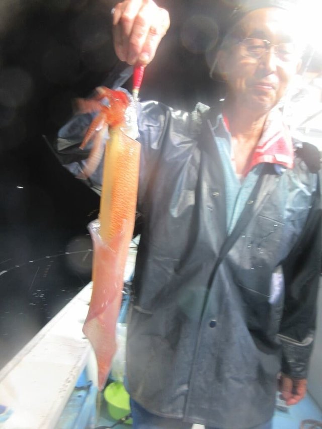 マイカ(ケンサキイカ)