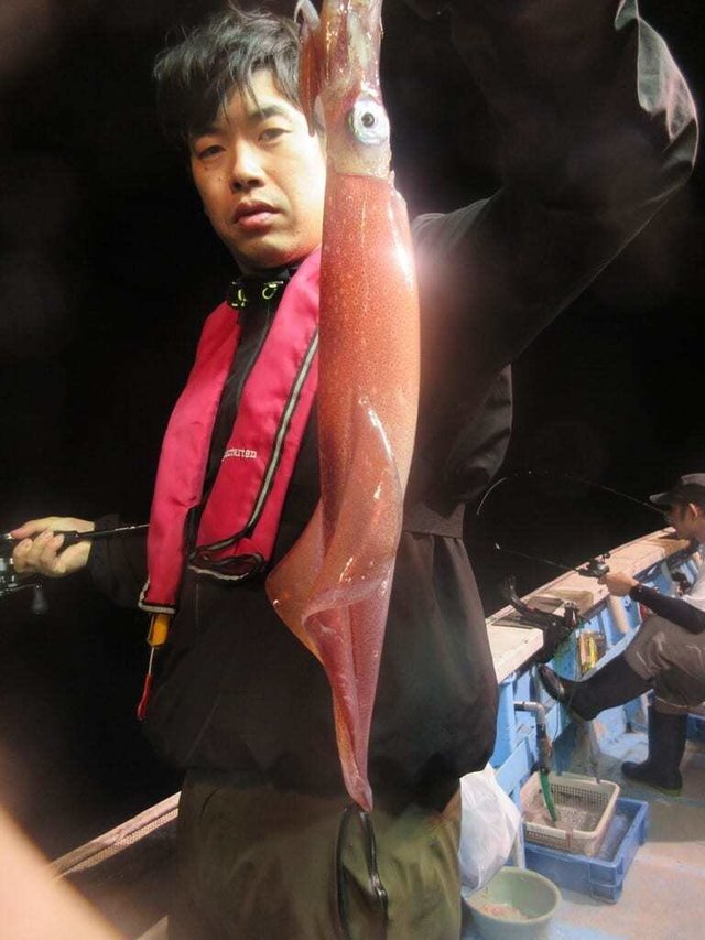 マイカ(ケンサキイカ)