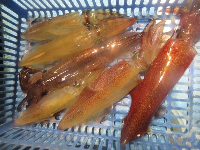 マイカ(ケンサキイカ)