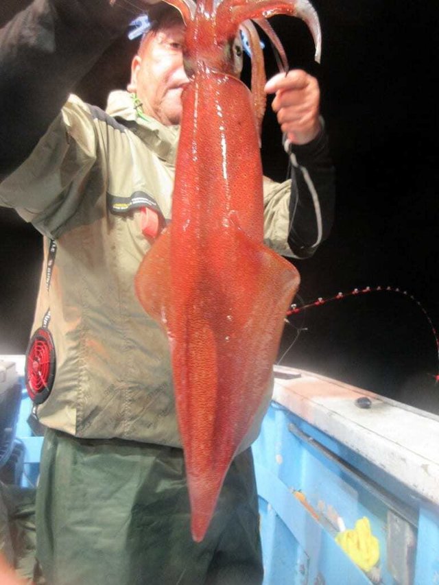 マイカ(ケンサキイカ)