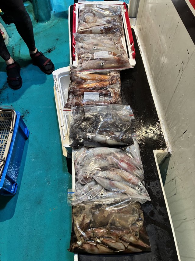 アカイカ(ケンサキイカ)