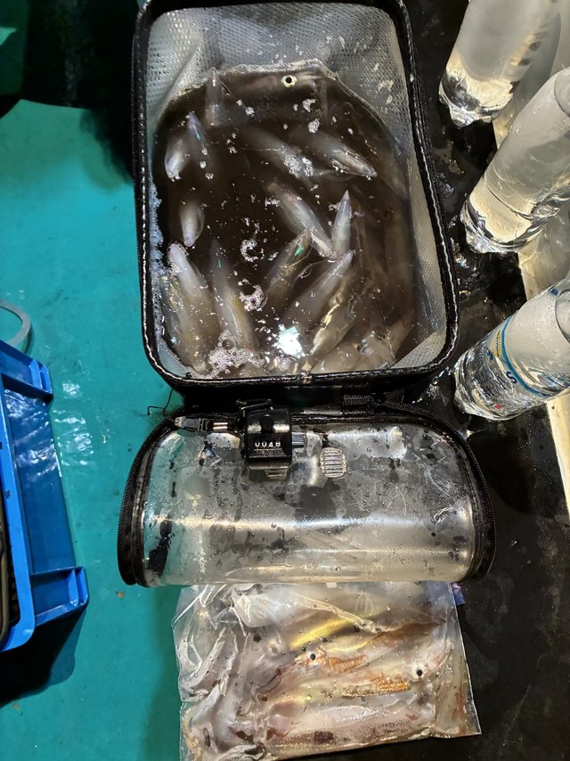 アカイカ(ケンサキイカ)