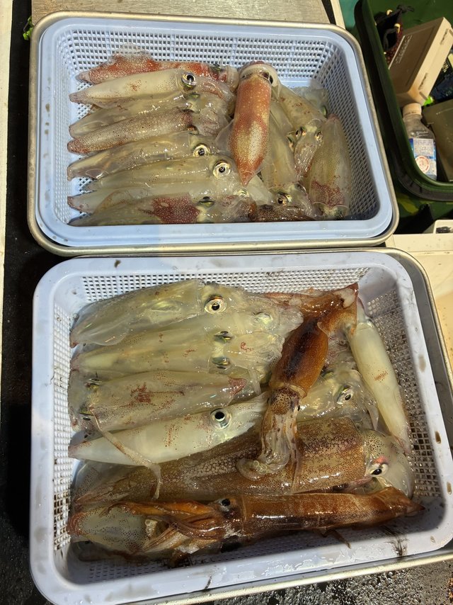 アカイカ(ケンサキイカ)