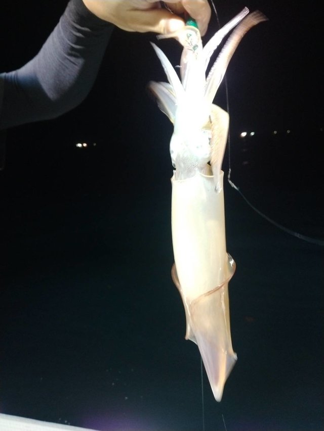 イカ(ヤリイカ)