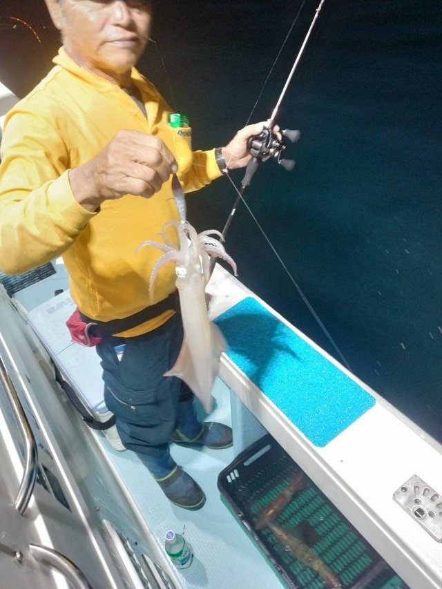 イカ(ヤリイカ)