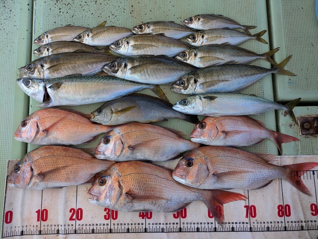 タイ(マダイ)・アジ(マアジ)・イサギ(イサキ)・マサバ