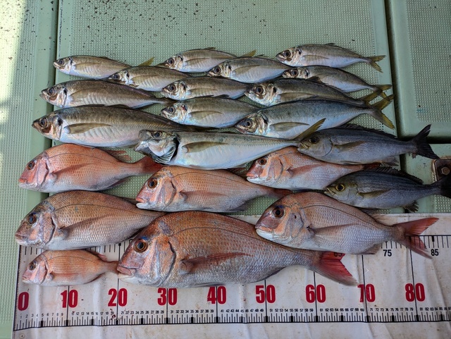 チャリコ(マダイ)・タイ(マダイ)・アジ(マアジ)・イサギ(イサキ)