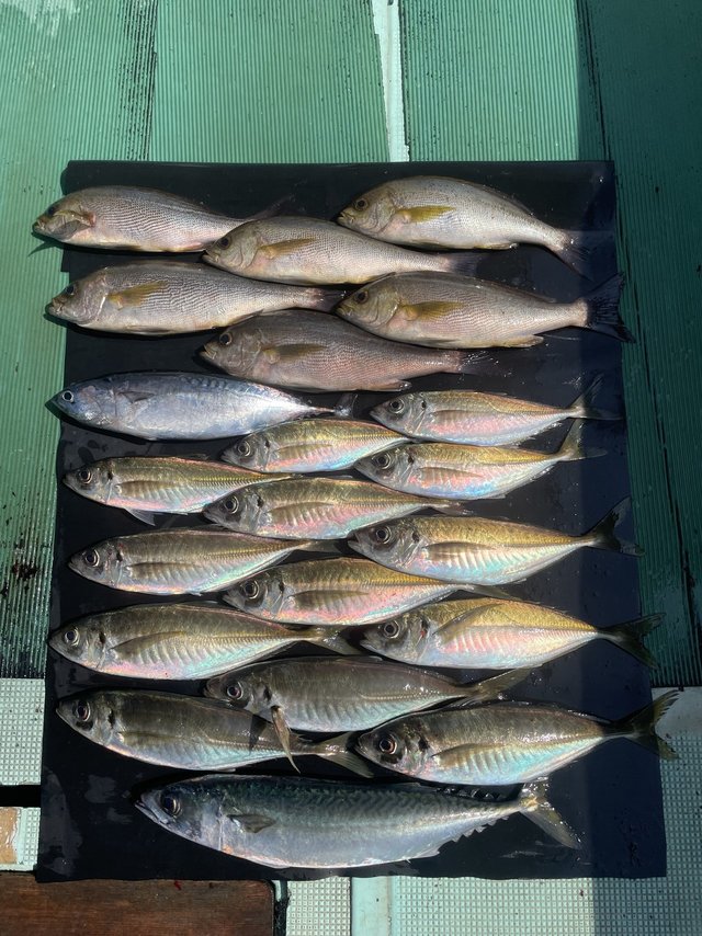 マアジ・イサキ・マサバ