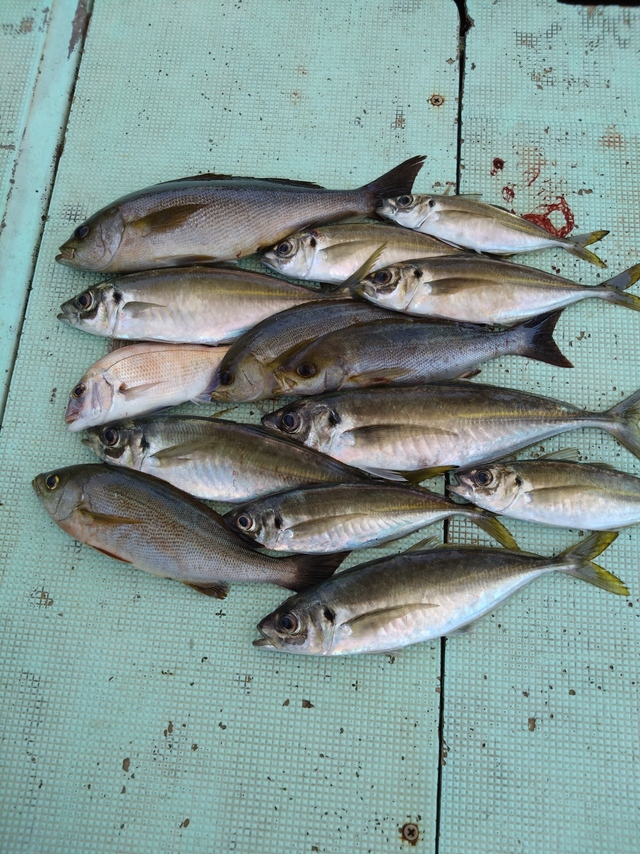 アジ(マアジ)・イサギ(イサキ)