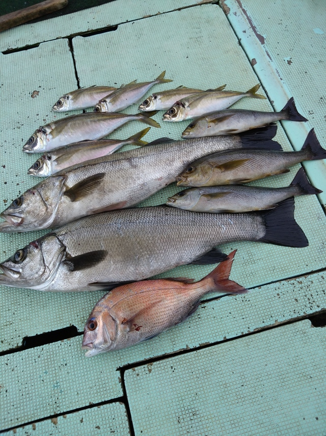 タイ(マダイ)・スズキ・ヒラスズキ・アジ(マアジ)・イサギ(イサキ)
