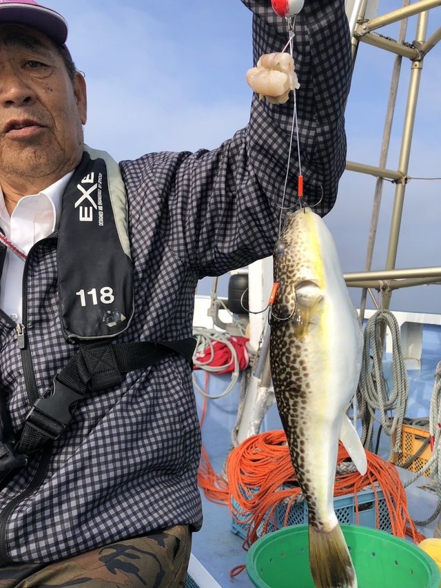 ショウサイフグ