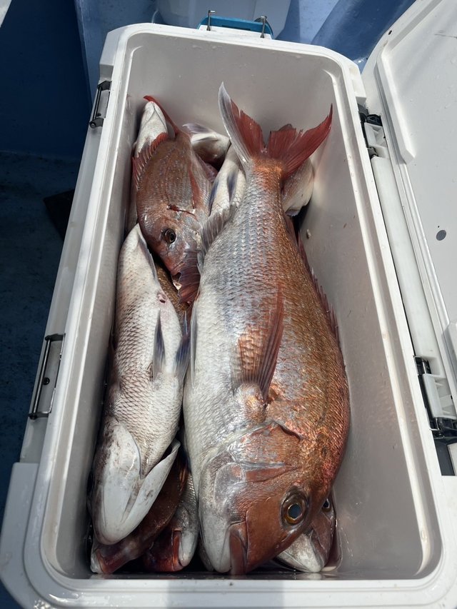 マダイ・ハナダイ(チダイ)