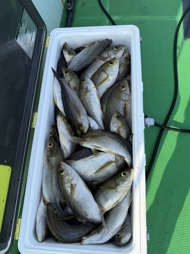 イサギ(イサキ)