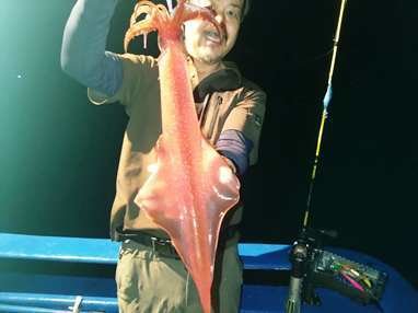 マイカ(ケンサキイカ)