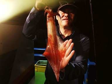 マイカ(ケンサキイカ)