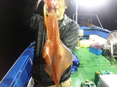 マイカ(ケンサキイカ)