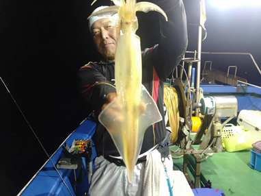 マイカ(ケンサキイカ)