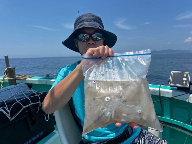 マイカ(ケンサキイカ)