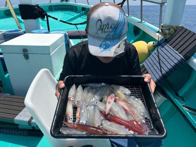 マイカ(ケンサキイカ)