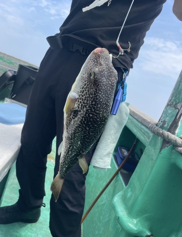 ショウサイフグ