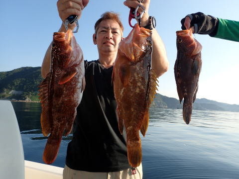 アコウ(キジハタ)