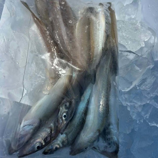 キス(シロギス)