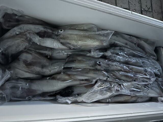 ケンサキ(ケンサキイカ)