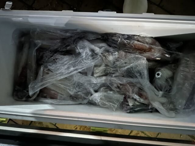 ケンサキ(ケンサキイカ)