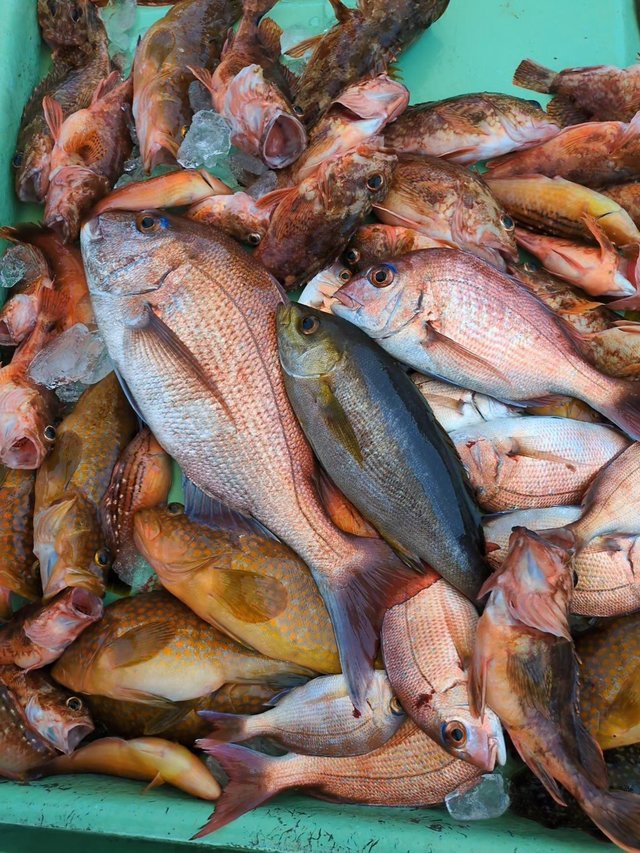 マダイ・アコウ(キジハタ)・イサキ・カサゴ