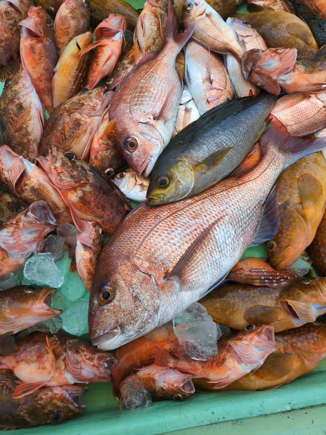 マダイ・アコウ(キジハタ)・イサキ・カサゴ