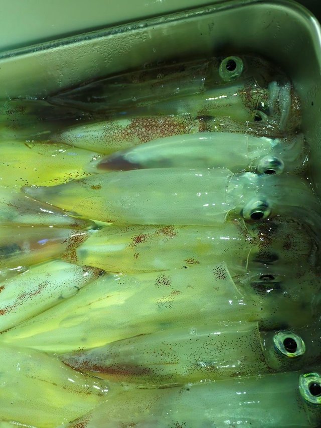 イカ(ケンサキイカ)