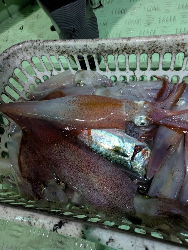 イカ(ケンサキイカ)