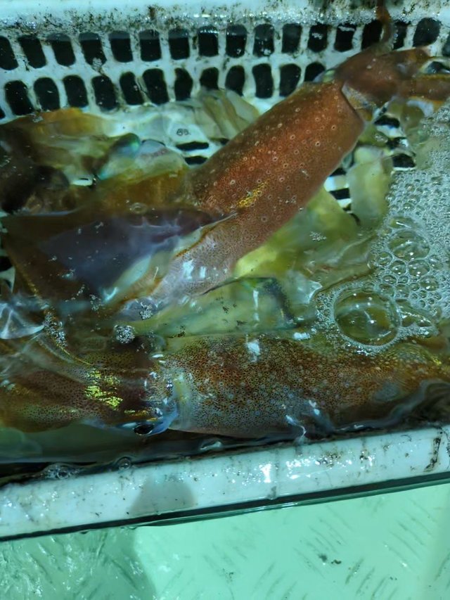 イカ(ケンサキイカ)