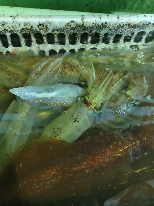 イカ(ケンサキイカ)